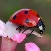 maryladybug321